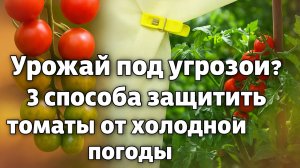 🔥 Урожай под угрозой? 3 способа защитить томаты от холодной погоды!🍅🛡️
