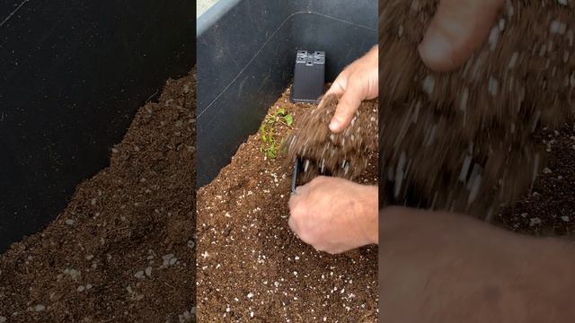 🦉 ЕЖЕДНЕВНЫЕ ДЕЛА. ВЫКОПКА И РАССАДКА ОКС КЛЕМАТИСОВ НАШЕГО ЧЕРЕНКОВАНИЯ