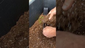 🦉 ЕЖЕДНЕВНЫЕ ДЕЛА. ВЫКОПКА И РАССАДКА ОКС КЛЕМАТИСОВ НАШЕГО ЧЕРЕНКОВАНИЯ