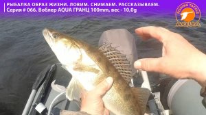 Рыбалка образ жизни! Ловим. Снимаем. Рассказываем. Серия #066. Судак на воблер AQUA Гранц.