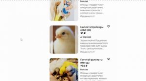 Продажа птиц в Москве - Залежи авито924