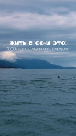 Большая стая дельфинов – настоящая редкость🐬🐬