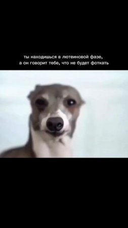 🌸 Розовый Kodak M35 — артикул WB 41016046