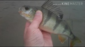 Окуни на Отводной поводок , Спиннинг от SR Тайфун Род Юбл. 273см 4гр-18гр катушка Риоби Заубер 3000