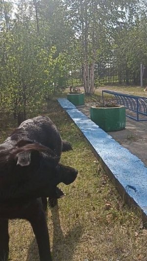 Дружок ушел,пришел потеряшка