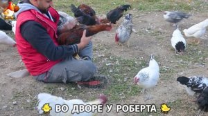 Содержание кур в домашних условиях и других птиц во дворе у Роберта 🐣🐤🦆🐔🪿🦃 (22)
