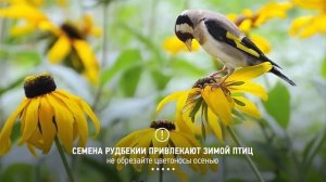 Посадил и забыл!30 самых не прихотливых многолетников и кустарников 🙌