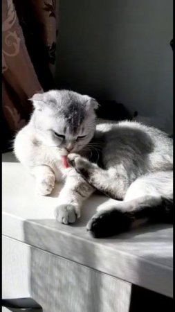 Шелли на часах ноль ноль