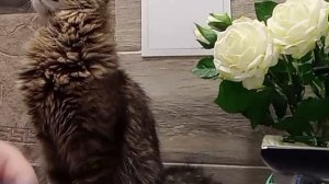 Китти в шоке! Девушка колдует над ТАИНСТВЕННОЙ смесью... (Кот не ожидал такого!)