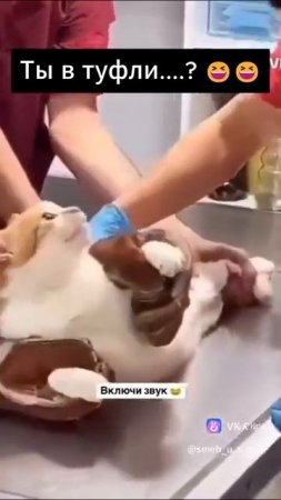 прикол кот нассал в тапки