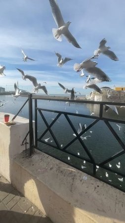 IMG_2980