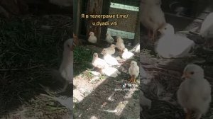 Кто-то кормит моих кошек. Цыплята подросли. #дача #сад #огород #цыплята #кошки #дядявитя