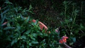 VID_20250706_205604.mp4