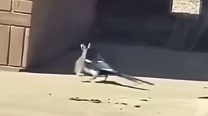 Уличные бои🥋🤣