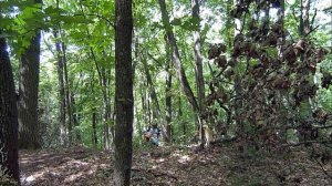 И снова лес)