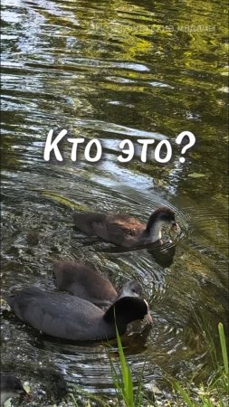 Кто это? Плавают, как утки, живут, как утки, так кто же они? Ответ в видео