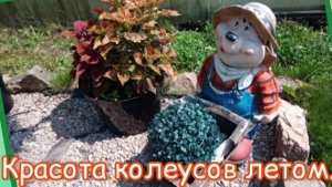 Небольшой обзор по моей коллекции колеусов на июль.