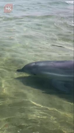 Анапа сегодня. Дельфинчик 🐬🧡 решил подплыть к двум девушкам, а они сразу кричать.. 😅