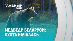 Впервые в Беларуси разрешена охота на бурого медведя. Главный Эфир