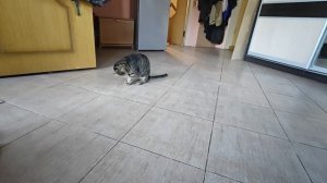 кот СЯМА после кастрации. возраст 11 лет