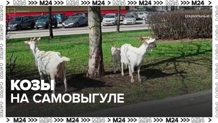 Коз заметили на самовыгуле во дворе жилого дома в НАО - Москва 24