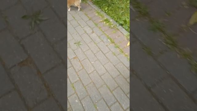 Платоша вышел на прогулку VID_20250706_175212