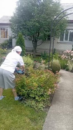 СТРИЖЕМ СПИРЕЮ ✂️ 🌿