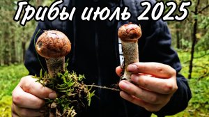 Поход за грибами 06.07.2025 в Валдайском районе