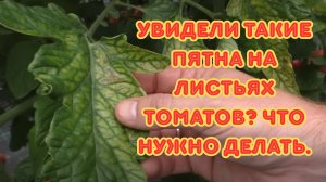 От чего на листьях томатов появляются пятна и как этого не допустить.