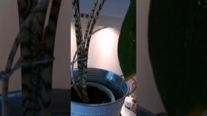 YouCut_20250706_132946013.mp4