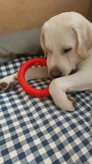 Новое колечко для Симбы