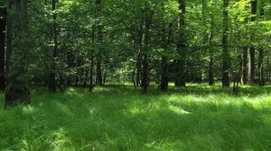 Рождество Иоанна Предтечи. Строгие запреты