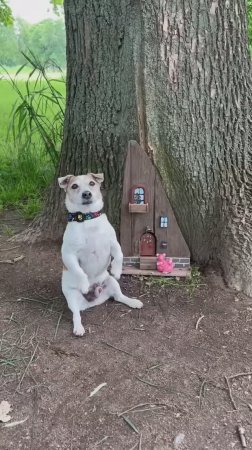Гуляли в Петергофе, обнаружили дом гномика 🐶😊🧙♀️