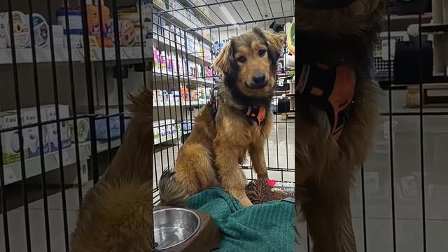 Помощь Приюту 🐕 🐈Отчёт ❤️