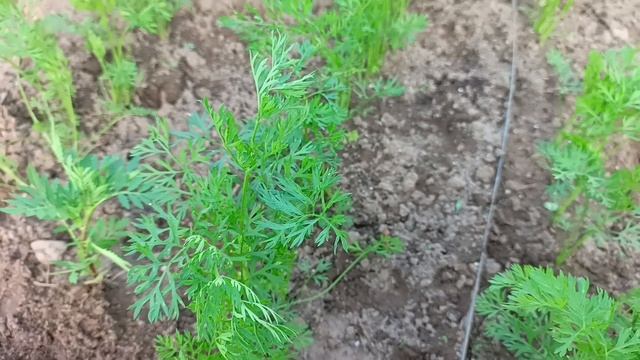 Выращиваю морковь правильно - прореживание, защита от мухи и борьба с курчавостью смотреть онлайн