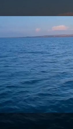 дельфины в Таманском заливе