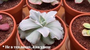 Летняя спячка суккулентов и новинки коллекции