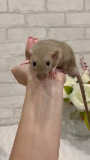 Самые ласковые крысята 🥰