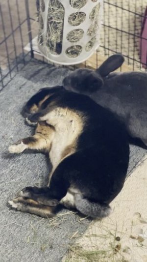 Rabbits Hotel&Hospita