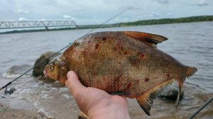 Надубасил Леща🐟🐟🐟Рыбалка 05.07.25