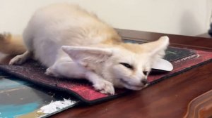 Кошка Руся любит свою лису