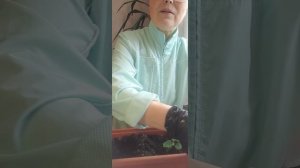 Пересадка саженцев огурцов для подоконника | Ирина Родина