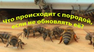Что случится, если завести новую породу пчел и забыть про нее? Ответ профессора Кашковского