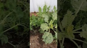 VID-20250706-WA0005.mp4
