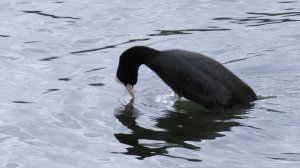 Лысухи_#2, Измайлово, 12 апреля 2025