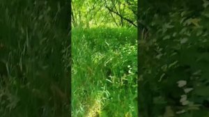 Немного прогулки по Заказнику длины реки Сетунь