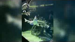 Подводный мир