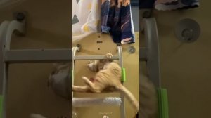 Забавные котики