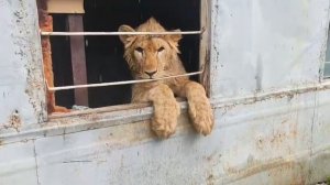 В Сургуте местный блогер Амирхан держит льва в ужасных условиях.