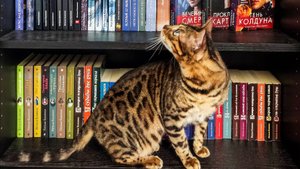 Бенгал-читатель